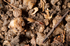Hubbardiidae