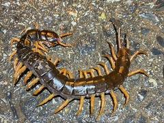 Scolopendra dehaani