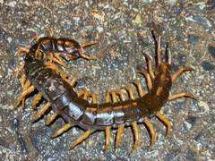 Scolopendra dehaani