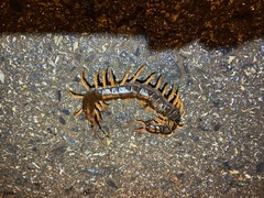Scolopendra dehaani