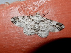 Cleora acaciaria