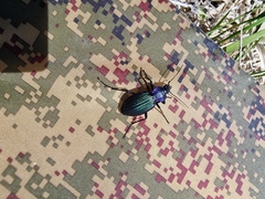 Carabus exaratus