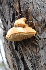 Piptoporus australiensis