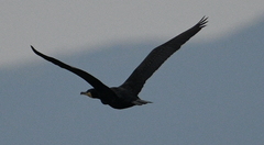 Phalacrocorax carbo