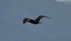 Phalacrocorax carbo