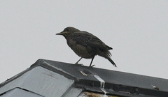 Monticola solitarius