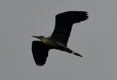 Ardea cinerea