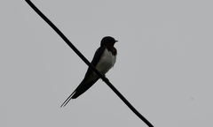 Hirundo rustica