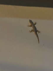 Hemidactylus platyurus