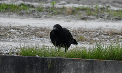 Corvus corone
