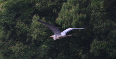 Ardea cinerea