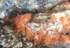 Trentepohlia flava
