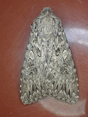 Eremohadena chenopodiphaga