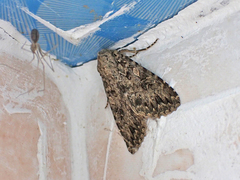 Eremohadena chenopodiphaga