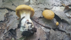 Cantharellus phasmatis