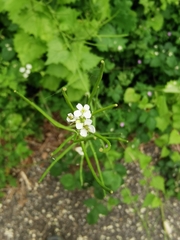 Alliaria petiolata