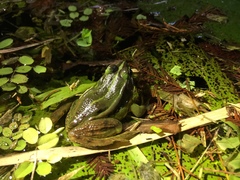 Pelophylax fukienensis