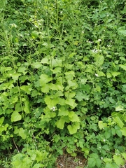 Alliaria petiolata