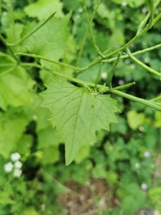 Alliaria petiolata