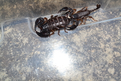 Euscorpius italicus