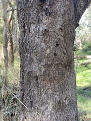 Eucalyptus rudis
