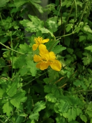 Chelidonium majus