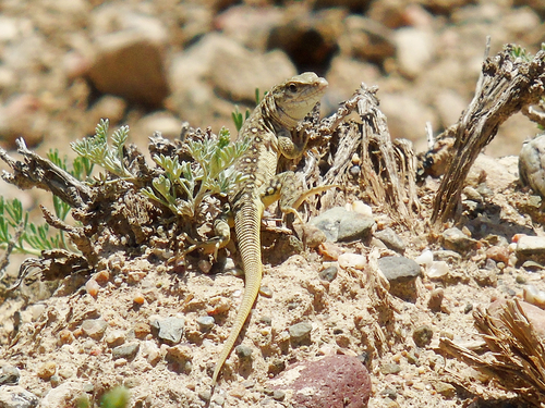 Szczerbak’s Racerunner, Eremias szczerbaki