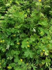 Chelidonium majus
