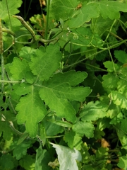 Chelidonium majus
