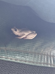 Hyperolius viridiflavus