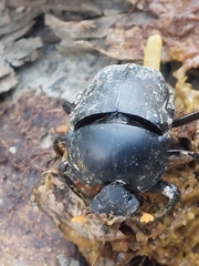 Paragymnopleurus sinuatus