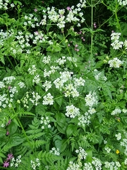 Anthriscus sylvestris