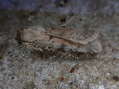 Agrotis semivirens