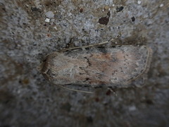 Agrotis semivirens