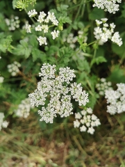 Chaerophyllum temulum