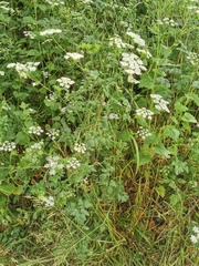 Chaerophyllum temulum