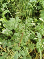 Chaerophyllum temulum