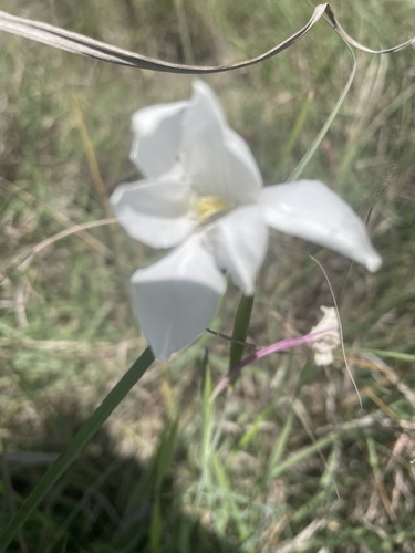 Gladiolus candidus image