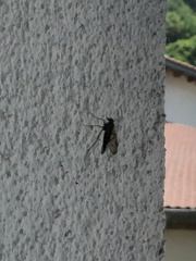 Chrysopilus cristatus