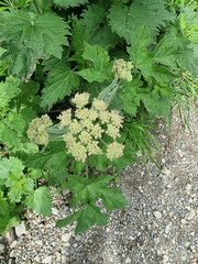 Heracleum sphondylium