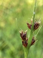 Rhynchospora fascicularis