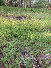 Rhynchospora fascicularis