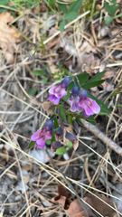 Rhinotropis californica