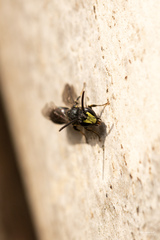 Hylaeus communis