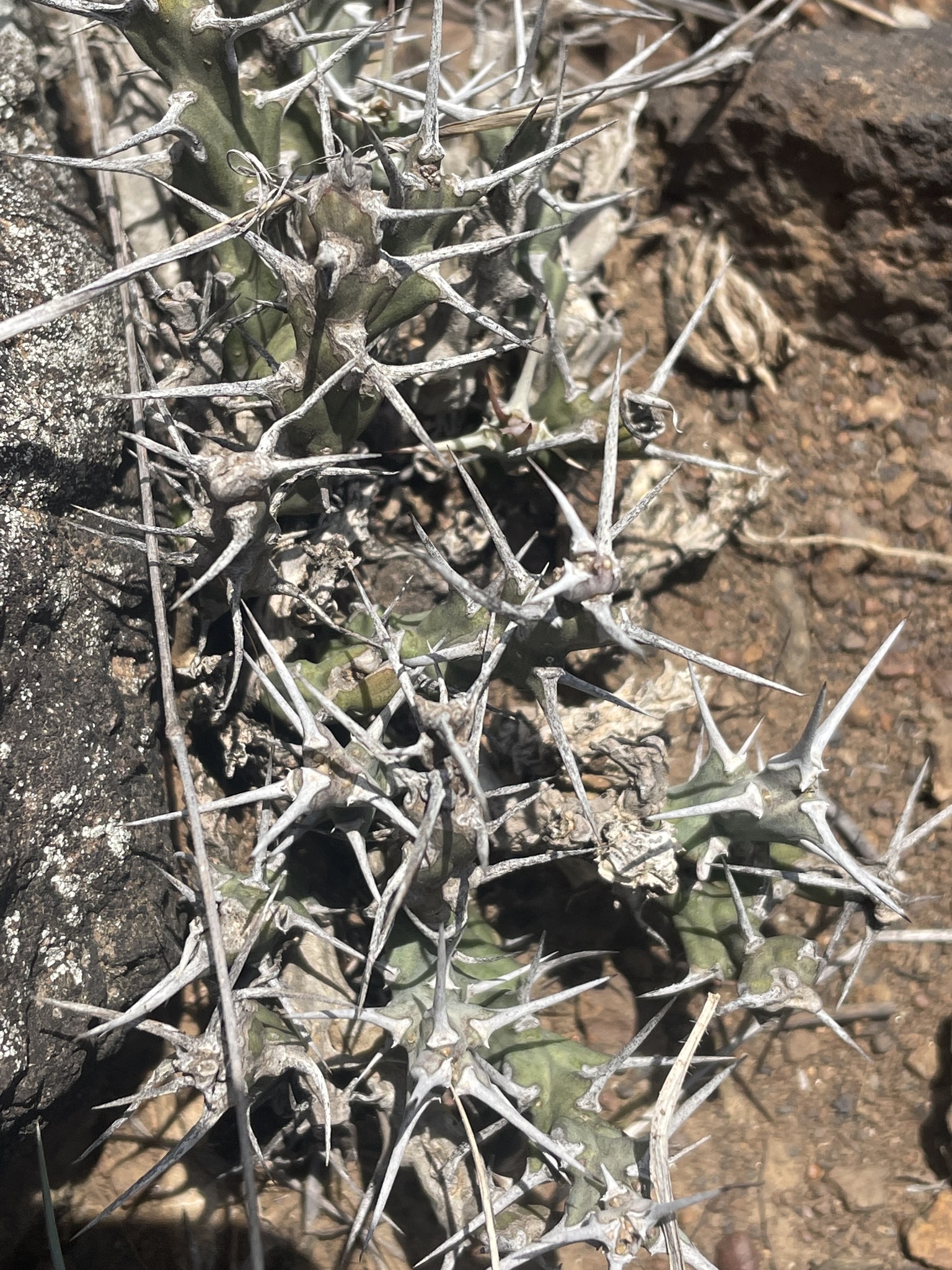 Euphorbia similiramea