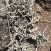 Euphorbia similiramea - Photo (c) Judith Painter, osa oikeuksista pidätetään (CC BY-NC), lähettänyt Judith Painter