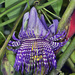 Passiflora serratodigitata - Photo (c) Robert Johnson,  זכויות יוצרים חלקיות (CC BY-NC), הועלה על ידי Robert Johnson