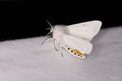 Spilosoma urticae