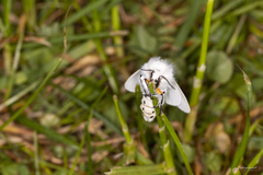 Spilosoma urticae