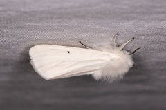 Spilosoma urticae